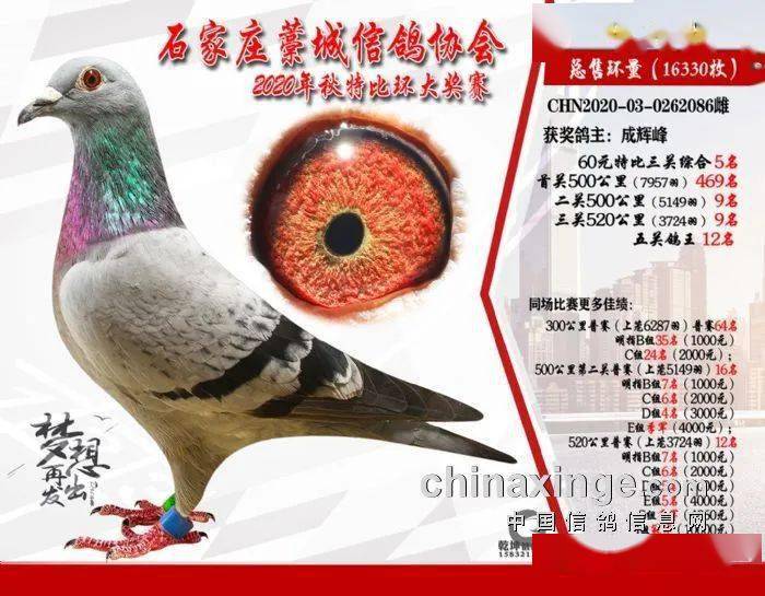 直播時代下的鴿王視頻，探索與體驗之旅