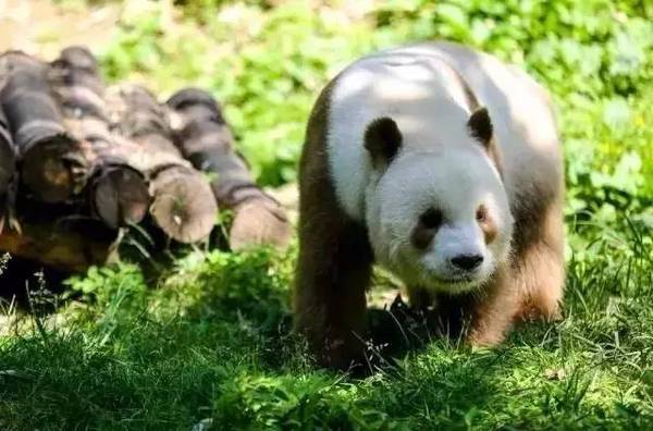 童話熊貓直播，現(xiàn)實(shí)與夢(mèng)幻的橋梁連接者