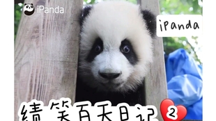 熊貓直播回放精彩瞬間回顧，熊貓眼中的璀璨時刻